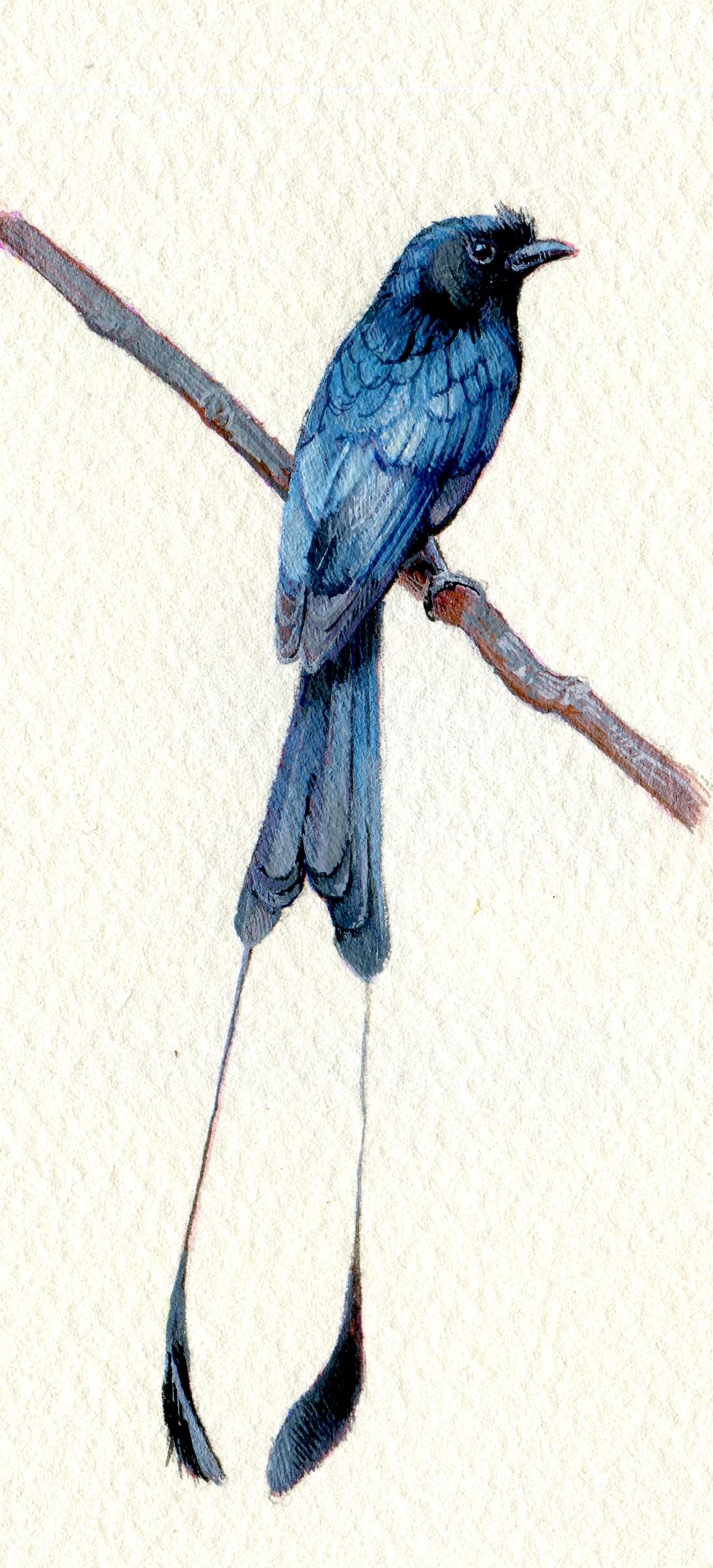 Dina Brodsky Animal Art - Racket-tailed Drongo, realist gouache on paper miniature bird portrait, 2020