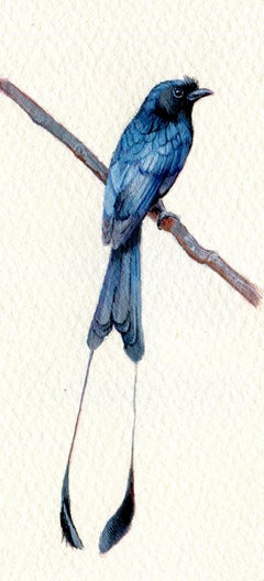 Racket-tailed Drongo, realist gouache on paper miniature bird portrait, 2020