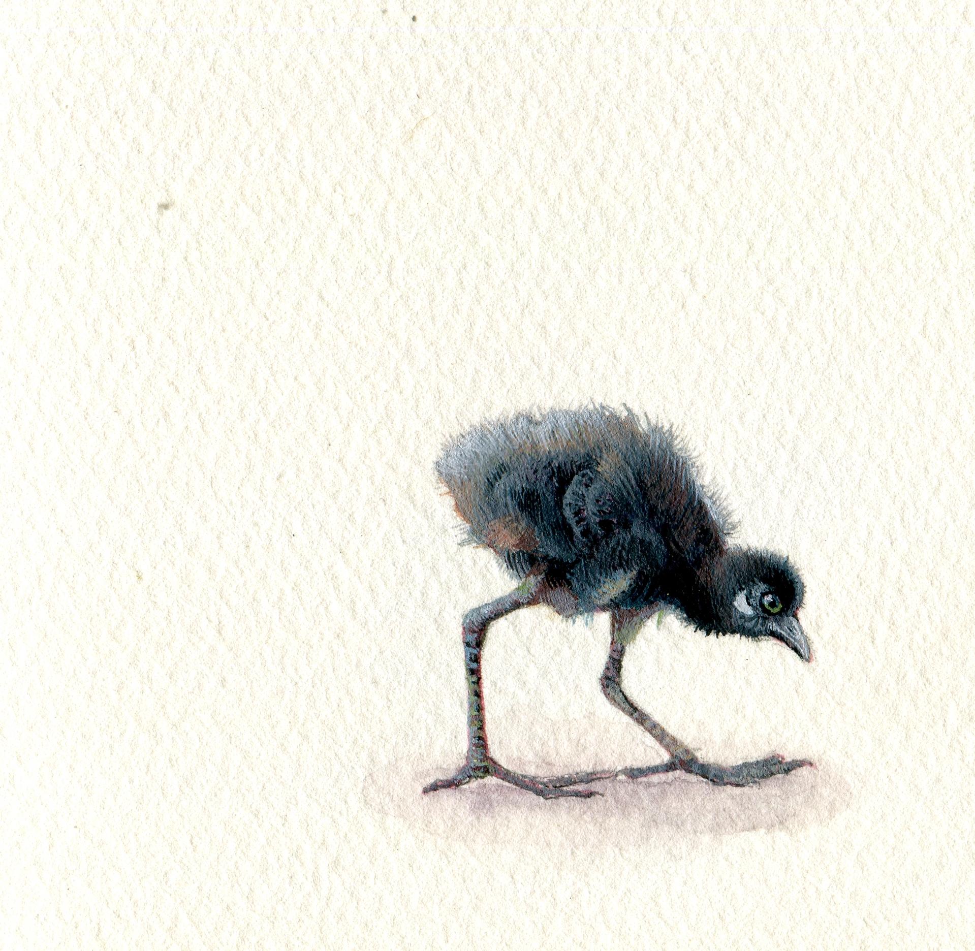 Dina Brodsky Animal Art - Waterhen Chick, realist gouache on paper miniature bird portrait, 2020