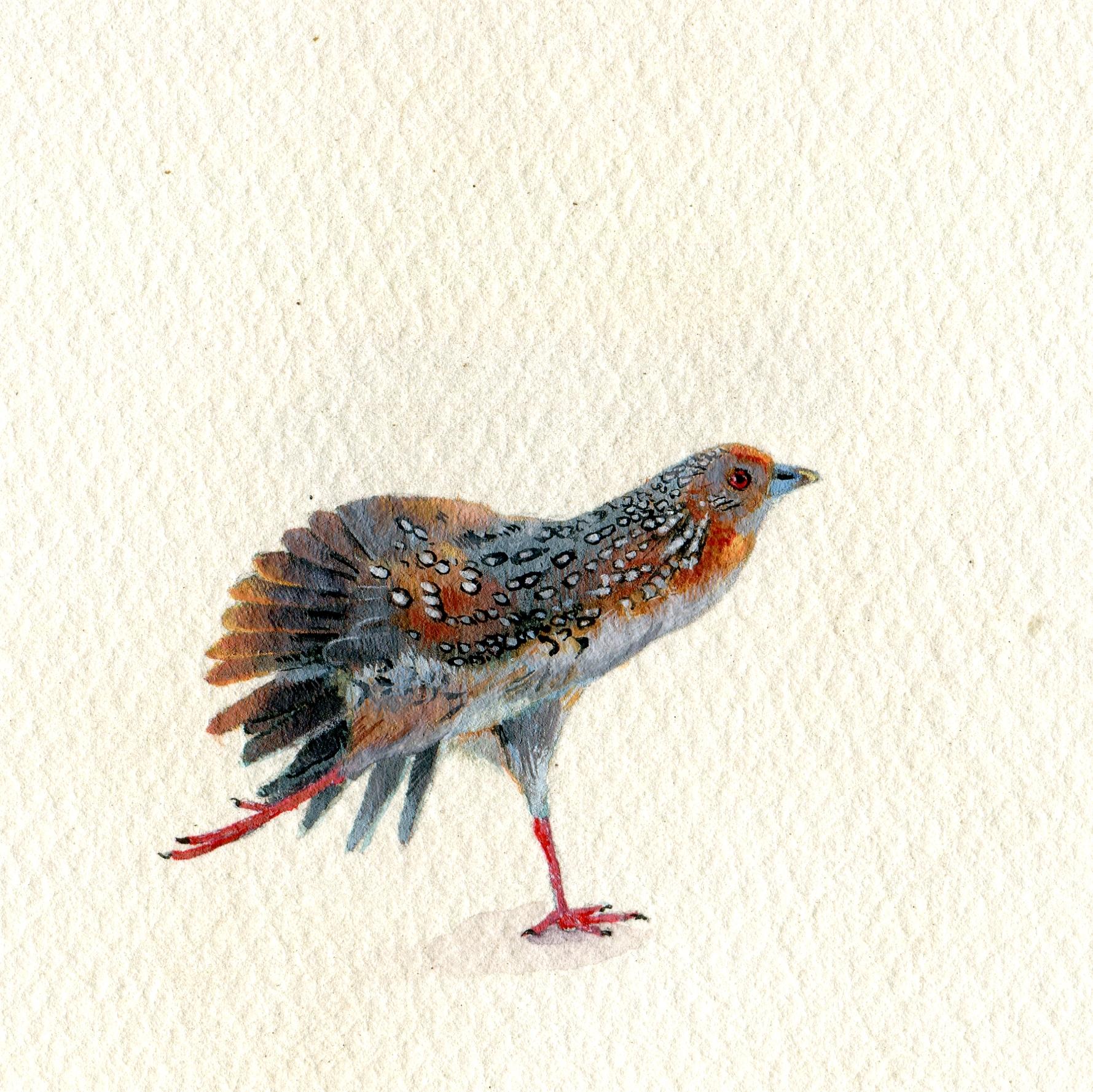 Dina Brodsky Portrait - Ocellated Crake, realist gouache on paper miniature bird portrait, 2020