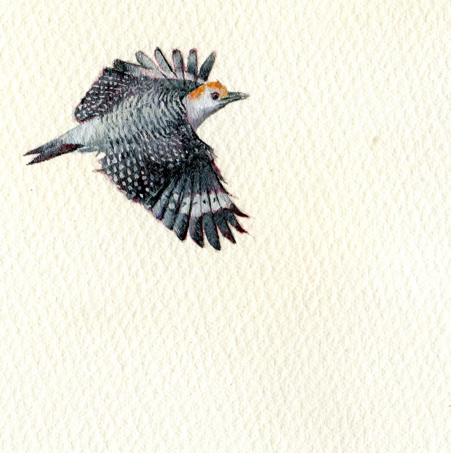 Woodpecker, portrait miniature d'oiseau réaliste à la gouache sur papier avec façade dorée, 2020
