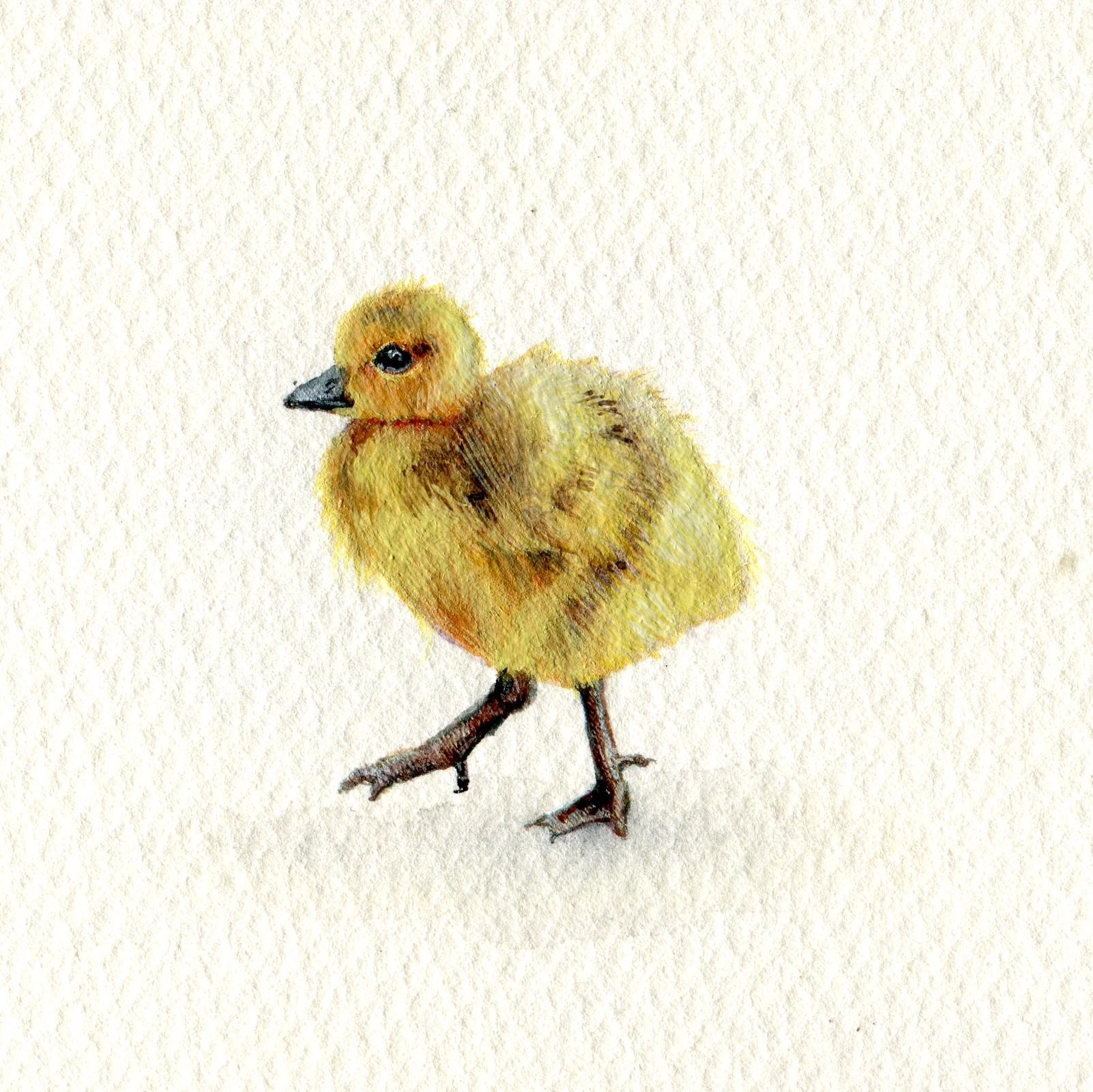 Dina Brodsky Portrait - Gosling, realist gouache on paper miniature bird portrait, 2020