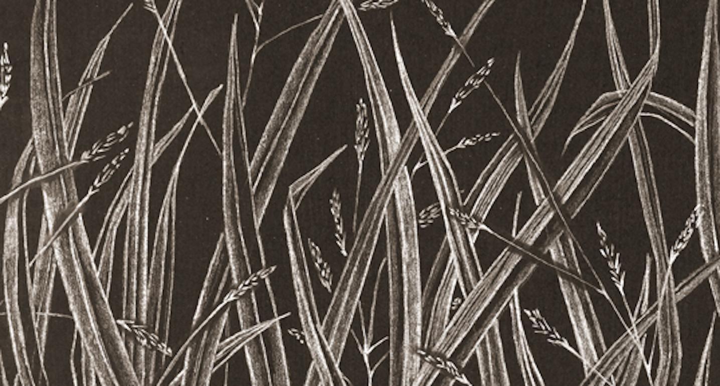 Grasses (1), contemporary realist graphite botanical still life drawing, 2020 - Art by Margot Glass
