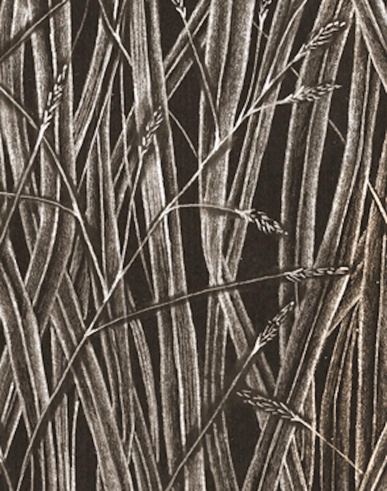 grasses drawing