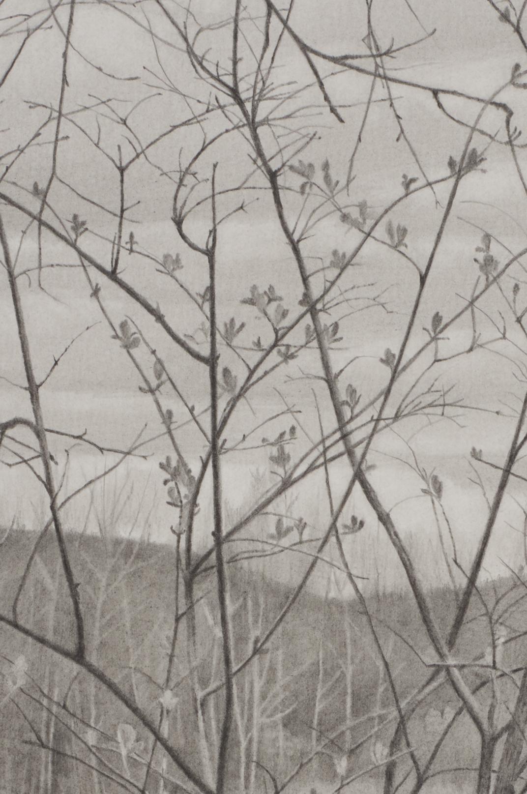 Riverbank 4, photorealist graphite landscape drawing, 2020 - Art by Mary Reilly