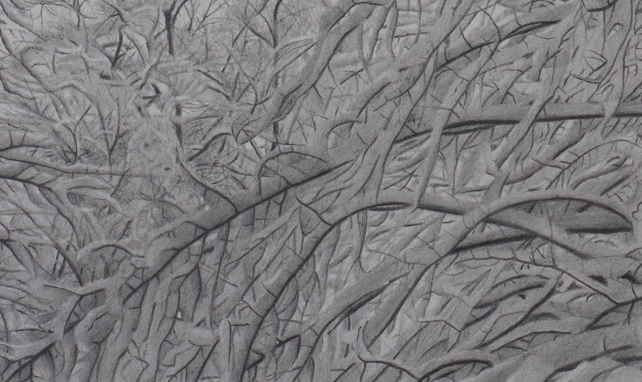 Wintry Trees 3, photorealist graphite landscape drawing, 2021 - Art by Mary Reilly