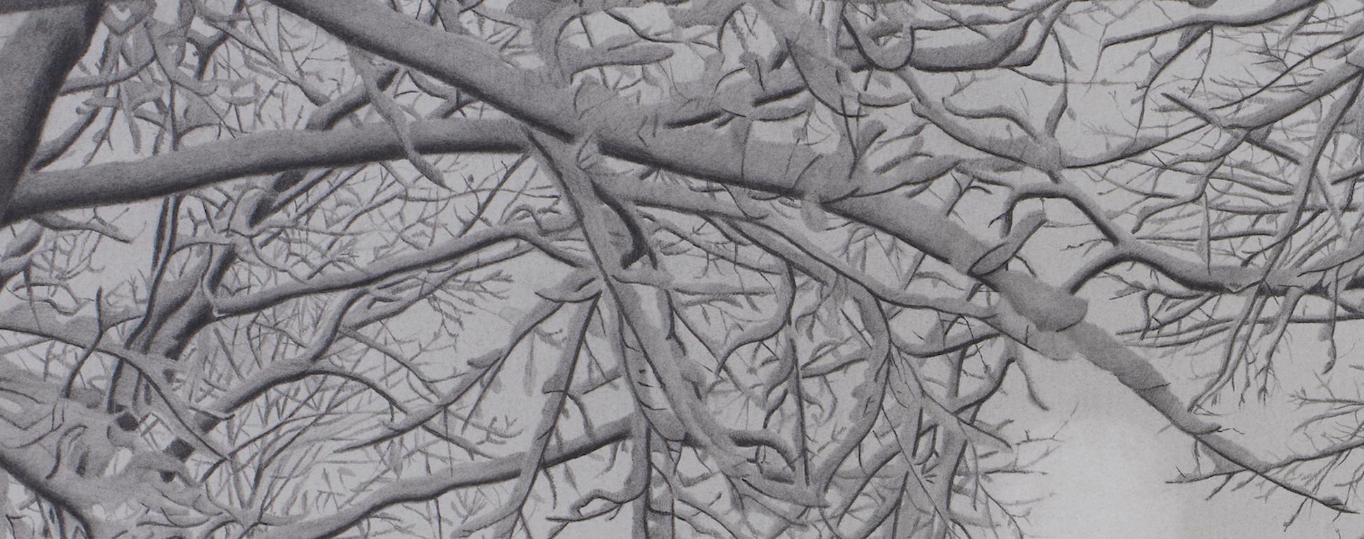 Wintry Trees 3, fotorealistische Graphit-Landschaftszeichnung, 2021 (Fotorealismus), Art, von Mary Reilly