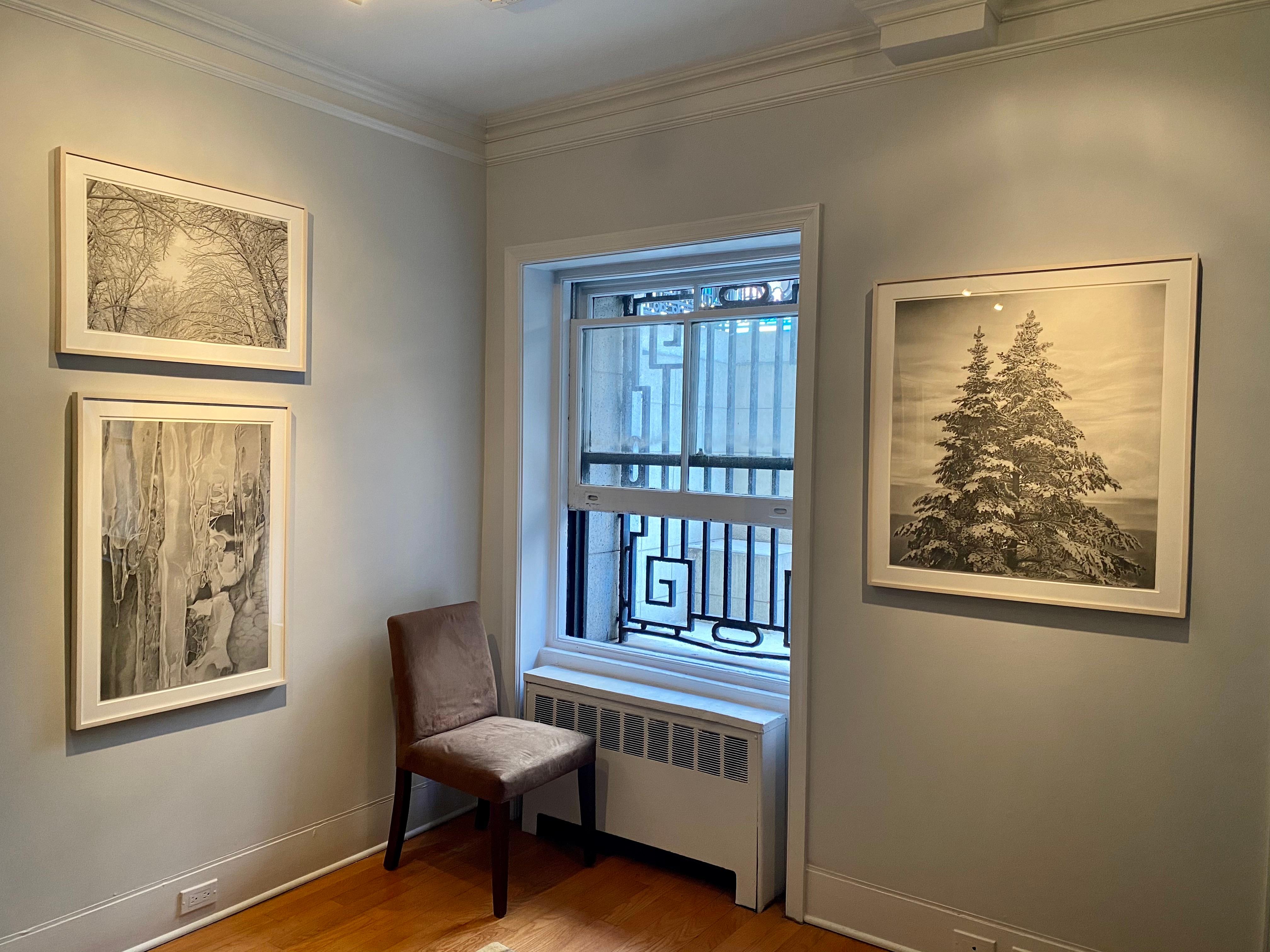Wintry Trees 3, photorealist graphite landscape drawing, 2021 - Photorealist Art by Mary Reilly