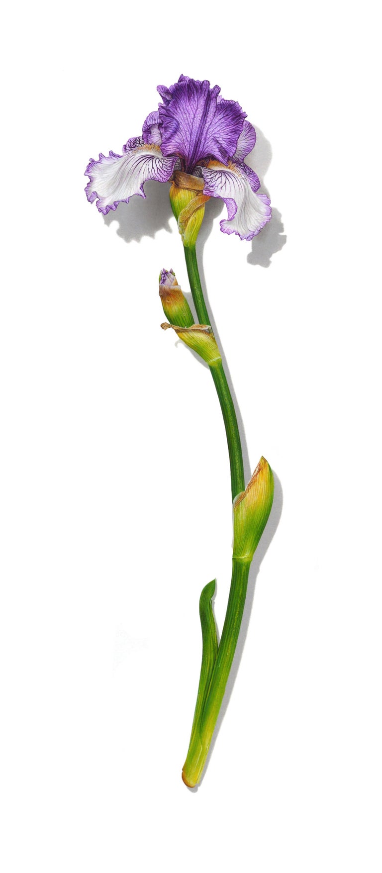 David Morrison Iris Serie Nr. 4, fotorealistische Blumenstillleben