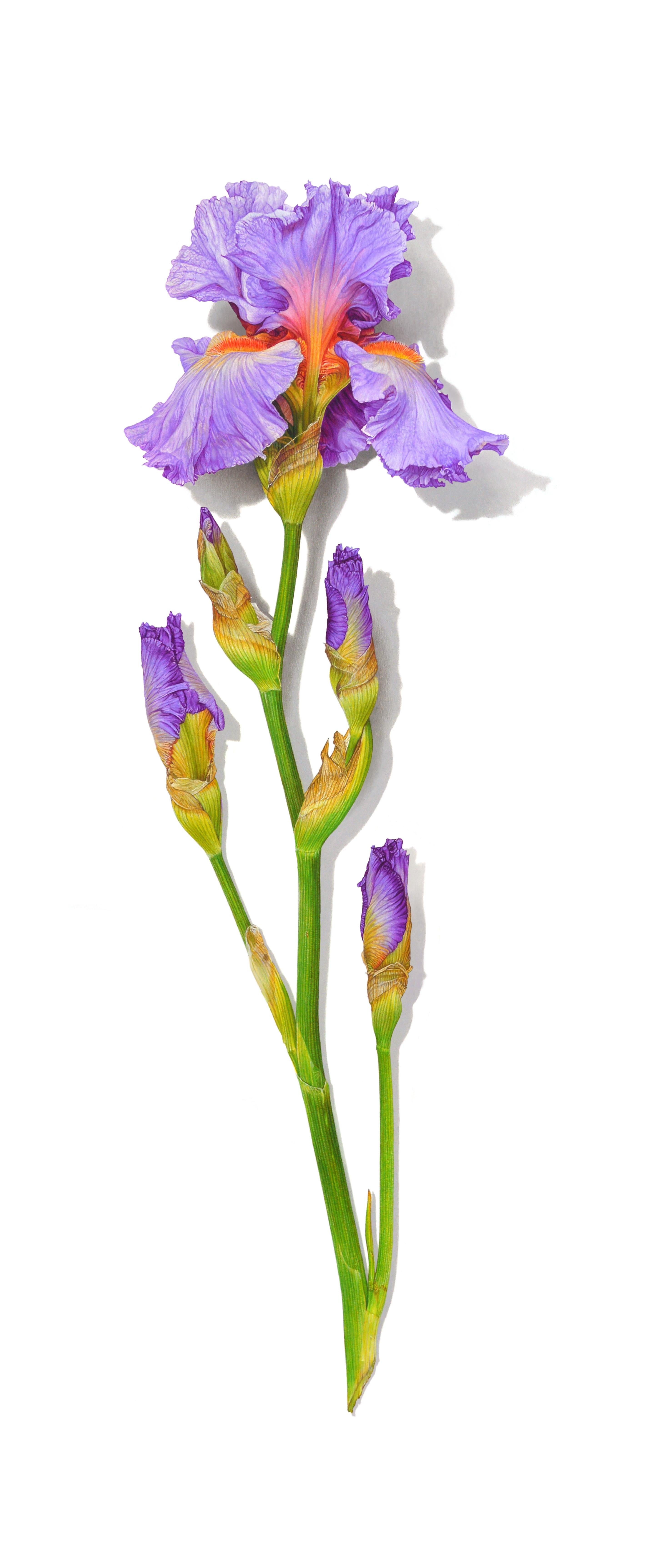 David Morrison Still-Life - Iris Series No. 5, photorealist floral still life drawing, colored pencil