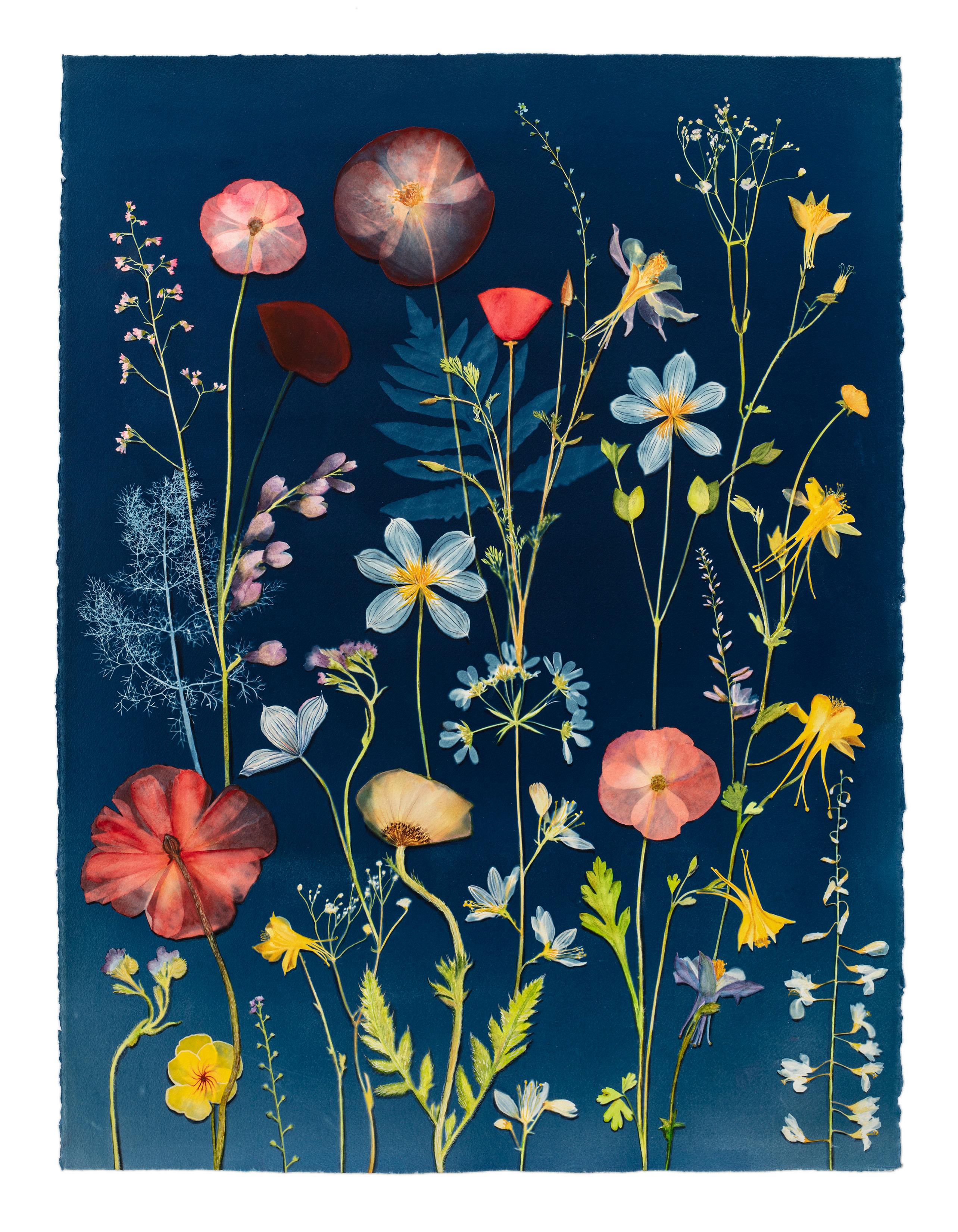 Julia Whitney Barnes Still-Life - Cyanotype Painting (Poppies, Clematis, Columbine, Ferns, etc), floral still life