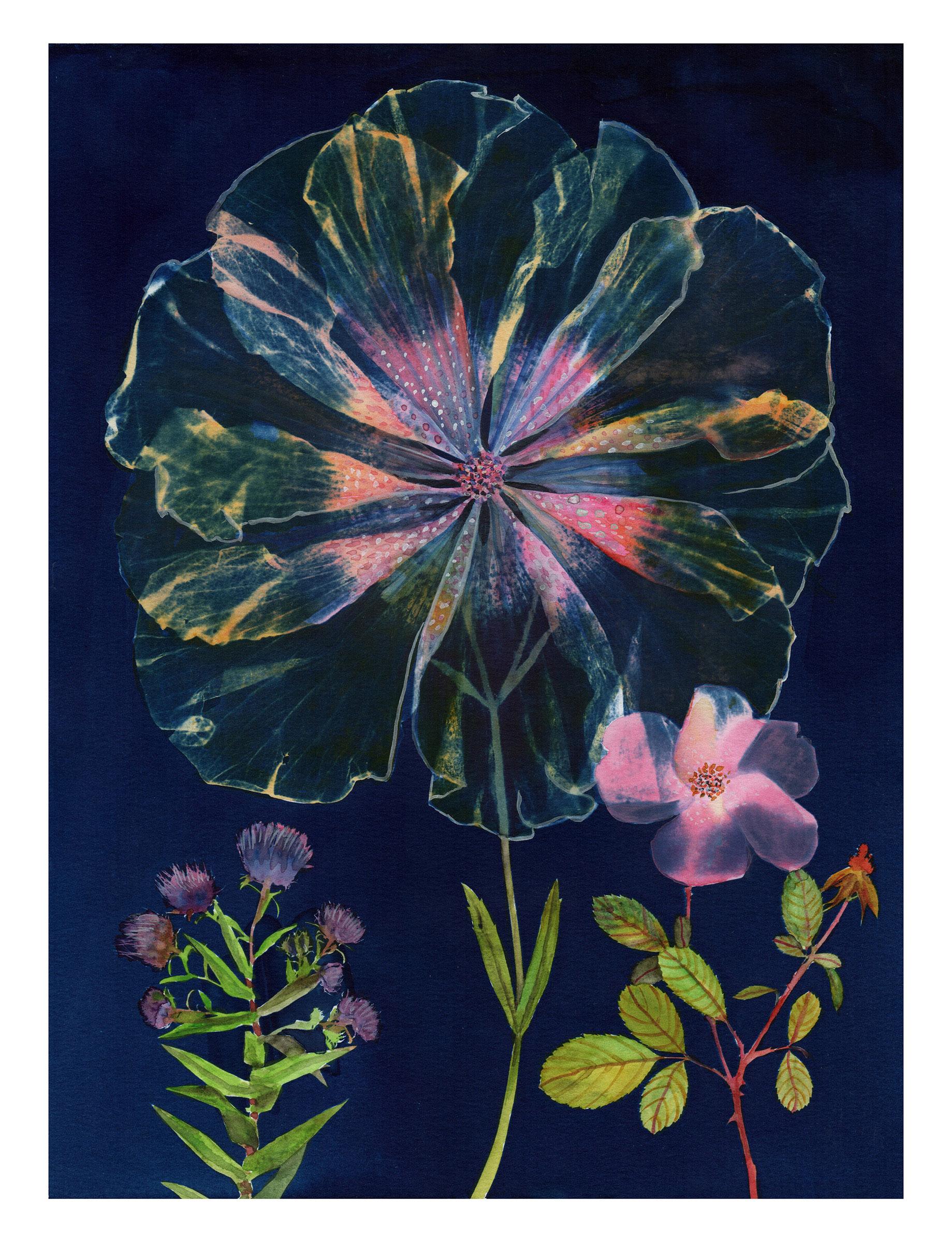 Julia Whitney Barnes Still-Life - Cyanotype Painting (Double Hibiscus Rose), floral still life