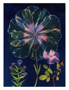 Cyanotype Painting (Double Hibiscus Rose), floral still life