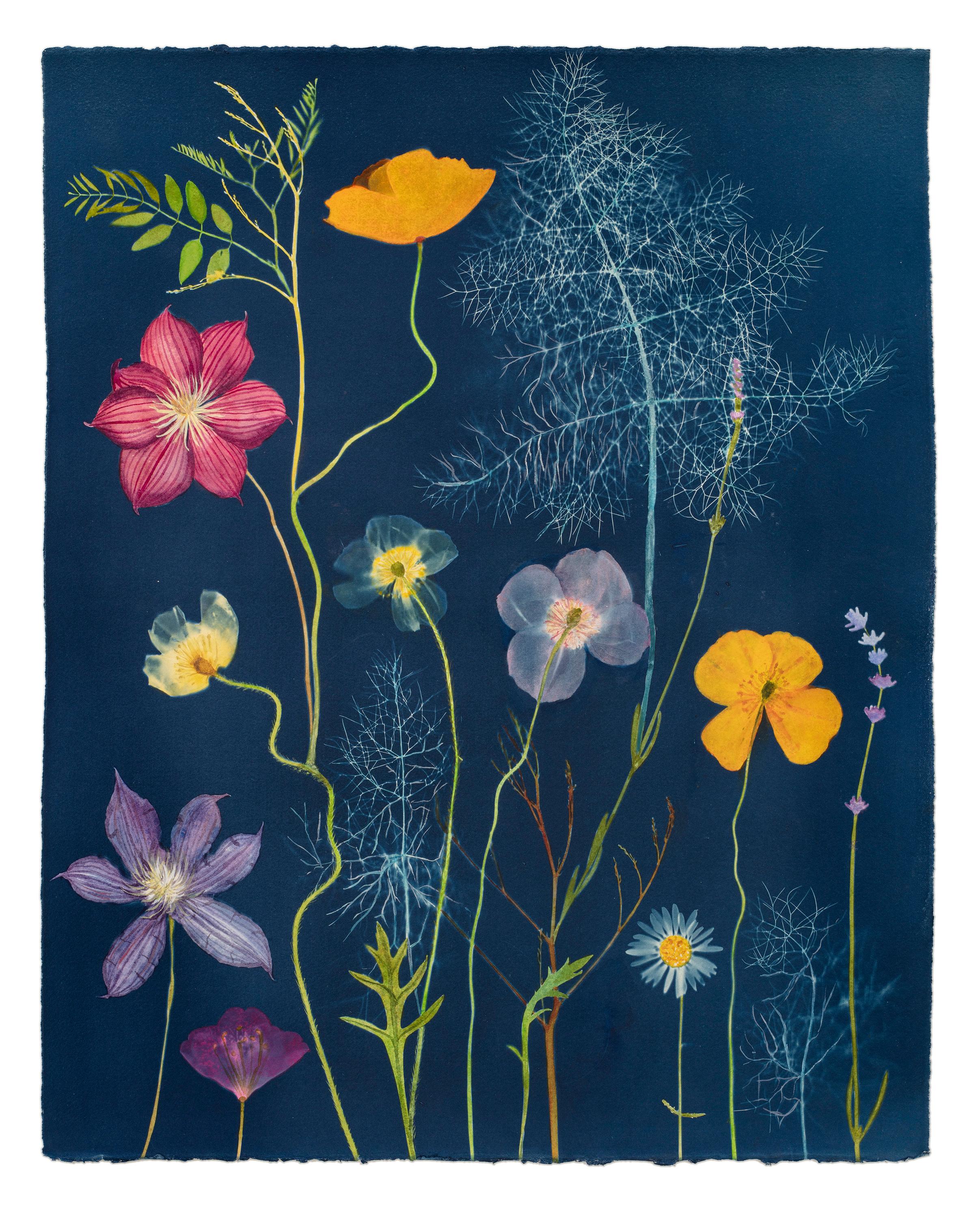 Julia Whitney Barnes Still-Life - Cyanotype Painting (Clematis, Poppies, Fennel, etc)