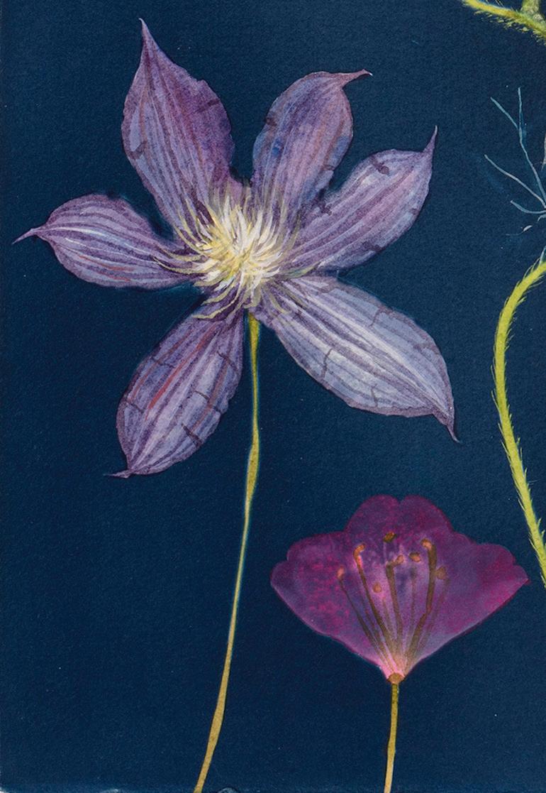 Cyanotype Painting (Clematis, Poppies, Fennel, etc) - Art by Julia Whitney Barnes