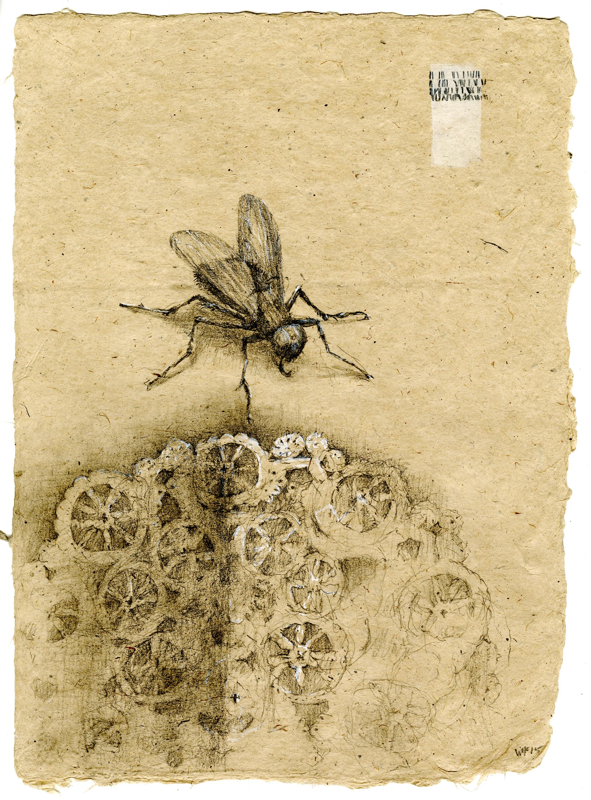 Animal Art di Winifred McNeill - Grafite e gouache su carta fatta a mano: I resti: 8'
