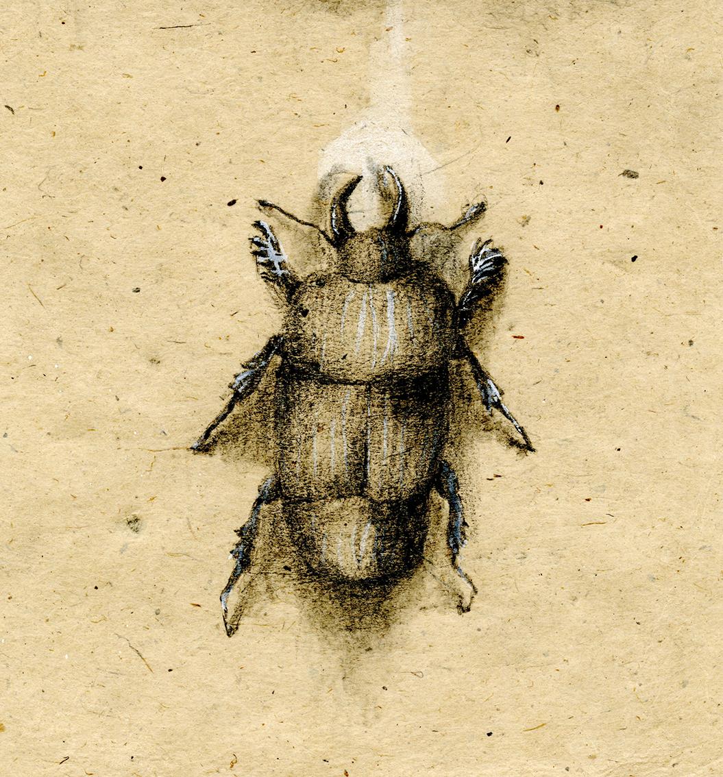 The Remains, une série de 10 œuvres
 
Un insecte s'approche d'un napperon en papier froissé pour manger les restes d'une fête.  Cette série explore le moment où les déchets deviennent des débris et où les présomptions de contrôle humain sont