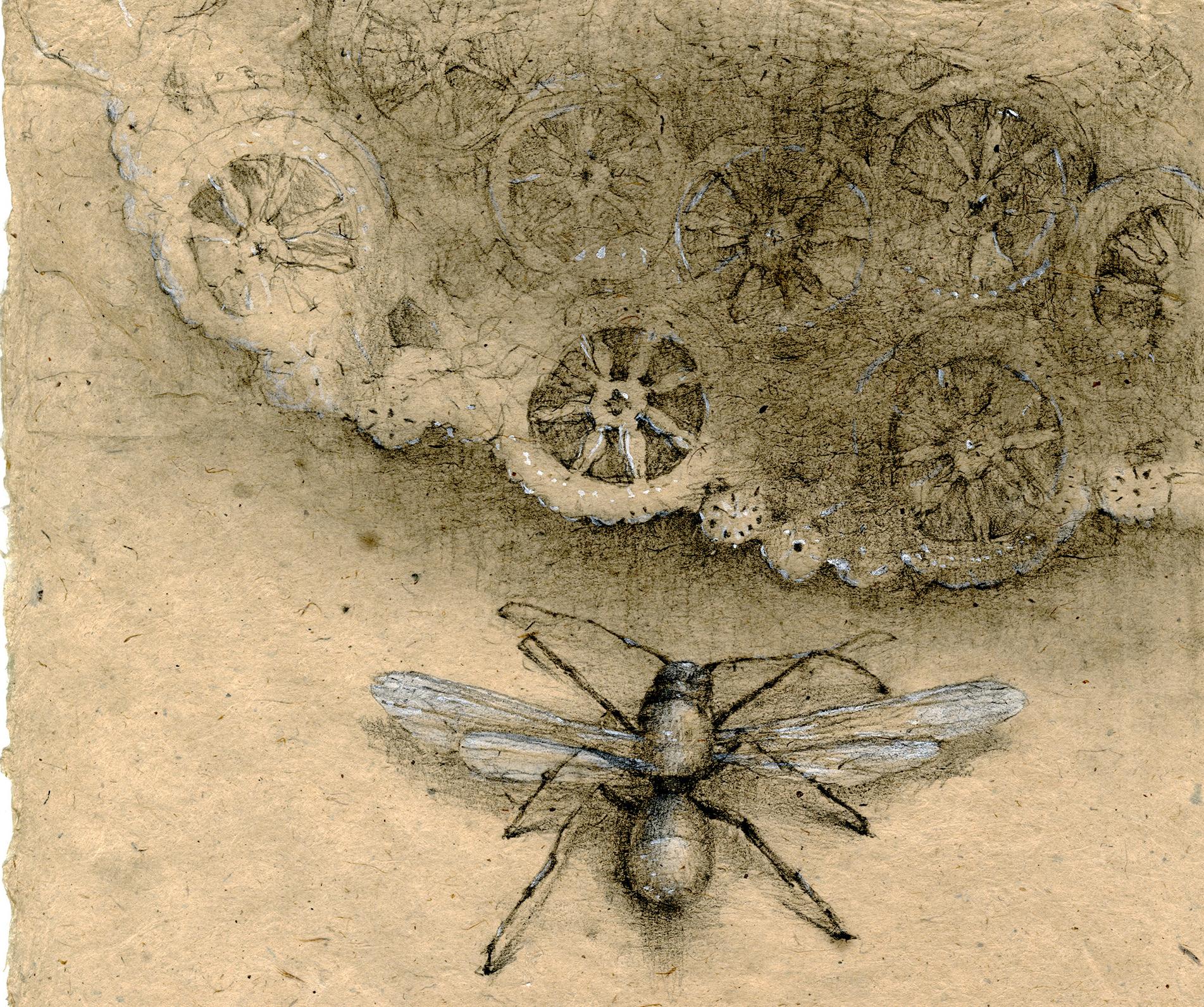 Graphite and gouache on handmade paper: 'The Remains: 2' - Art by Winifred McNeill