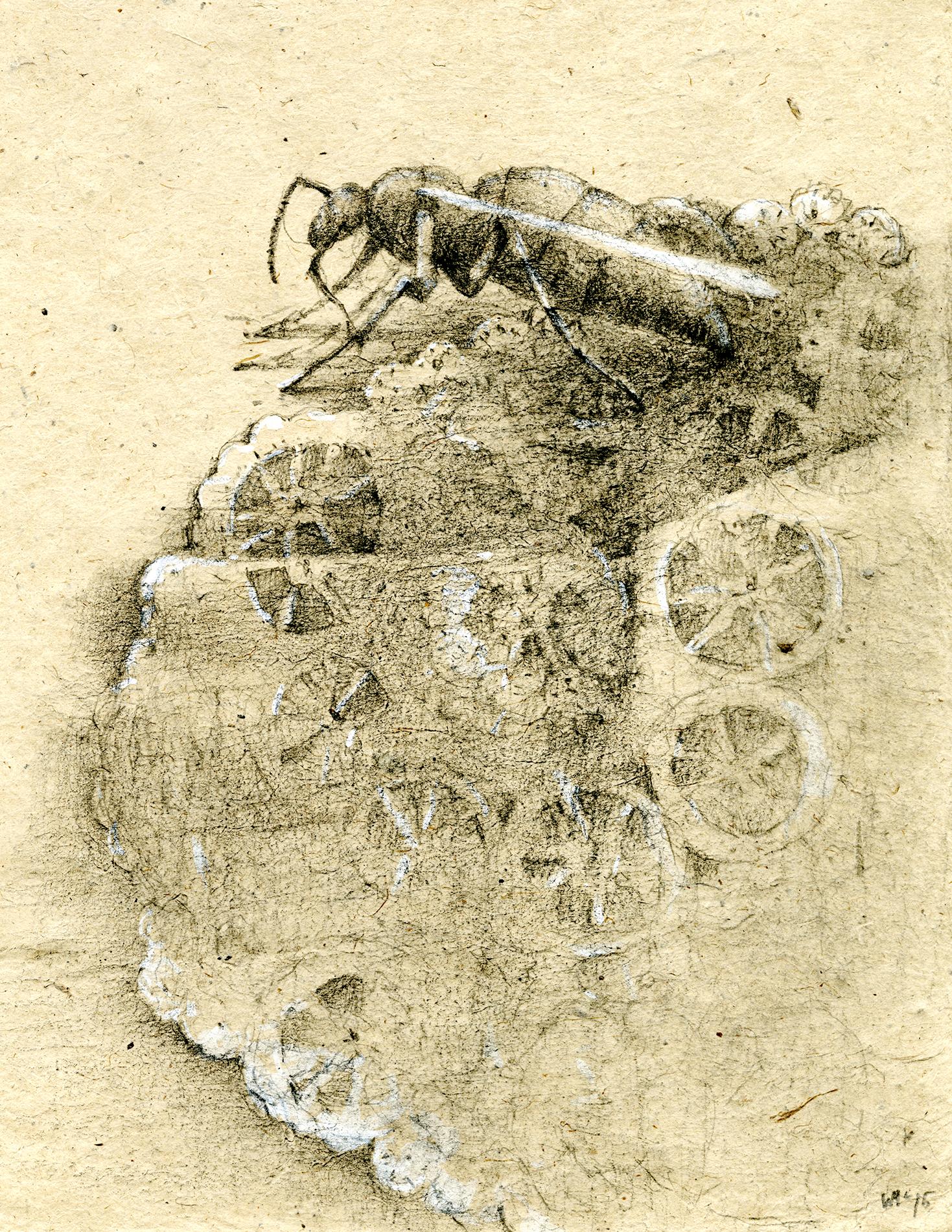 Graphite and gouache on handmade paper: 'The Remains: 5' - Art by Winifred McNeill