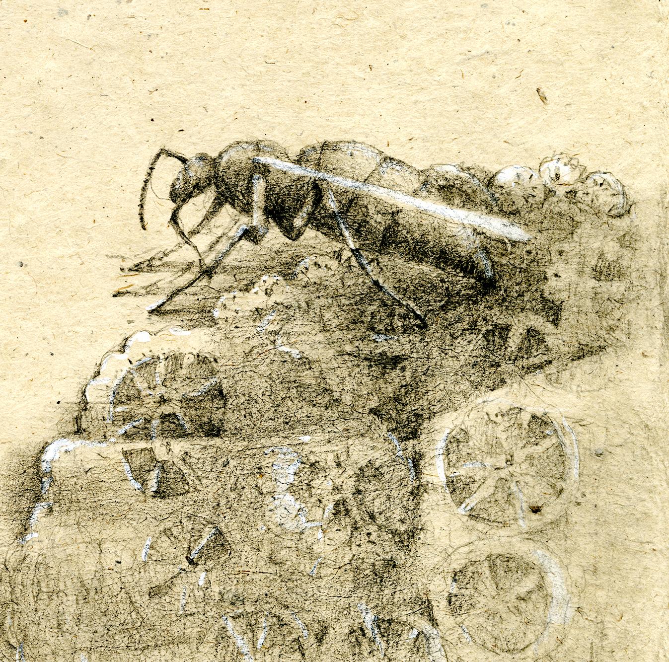 Graphite and gouache on handmade paper: 'The Remains: 5' - Contemporary Art by Winifred McNeill