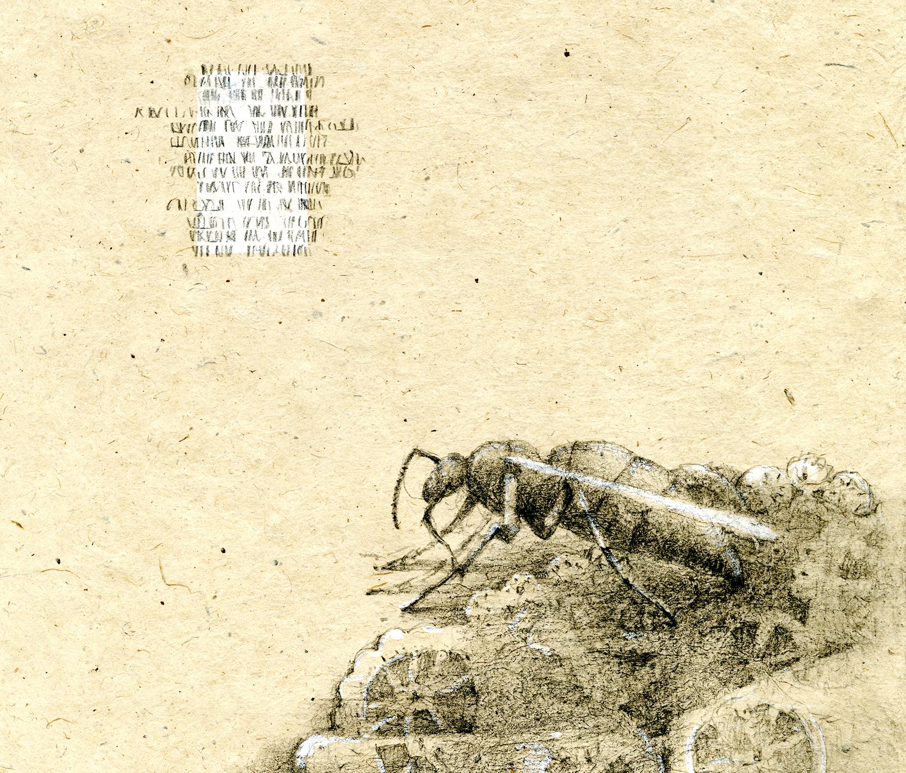 The Remains, A series of 10 works
 
An insect approaches a crumpled paper doily to eat what remains of a party.  This series explores the moment when the trimmings become debris and presumptions of human control are upended. The text-like marks on