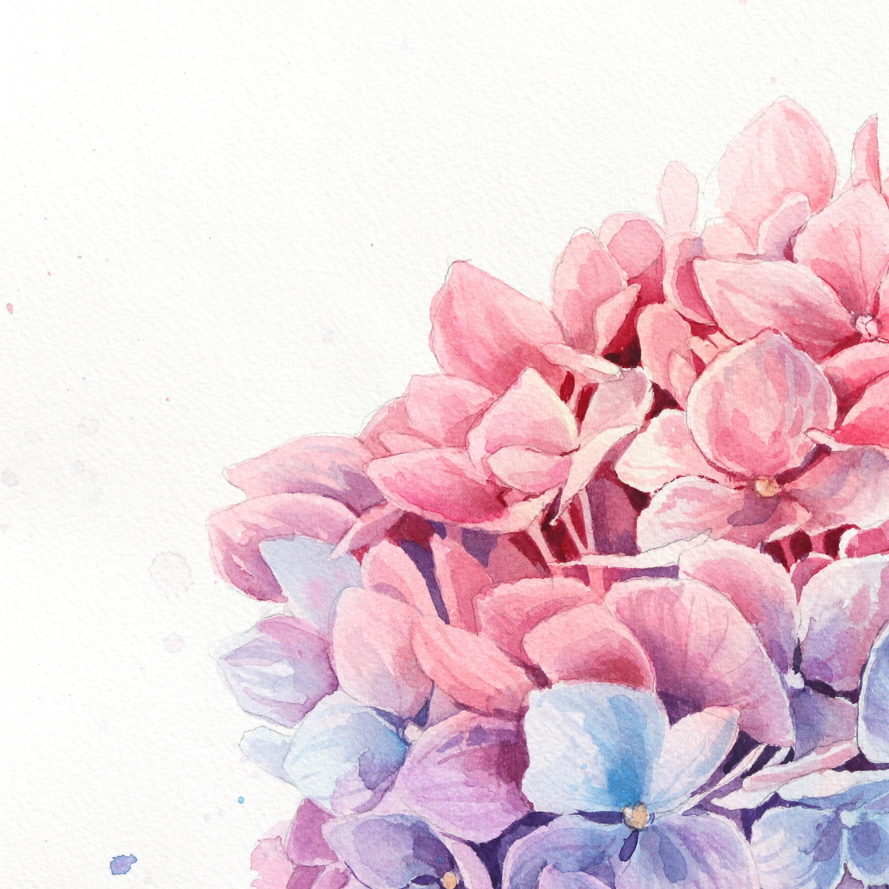 Ortensie a nuvola rosa  -  Pittura floreale ad acquerello su carta - Landscape Art Grigio di Anna Kudriashova