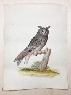 Antique Wildlife painting of sitting owl by british Enlightenment painter 