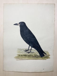 Wildleben-Zeichnung einer Krähe des erleuchteten britischen Malers 
