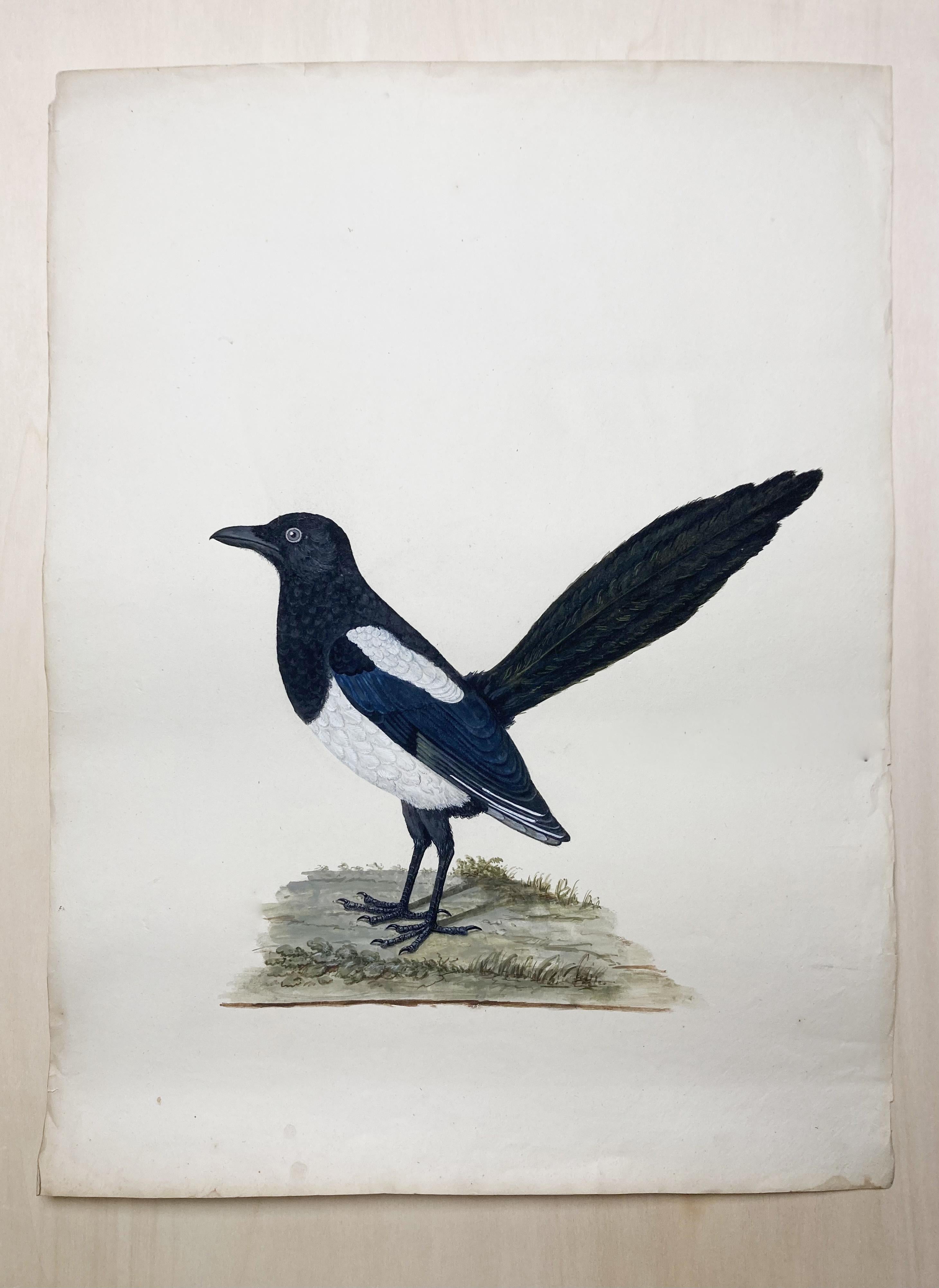 Peter Paillou Animal Art - Animal drawing of magpie bird of blue and white by enlighted british painter