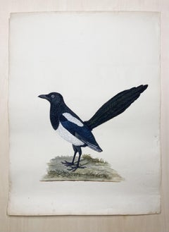 dessin d'animal d'un oiseau magpie bleu et blanc par un peintre britannique éclairé