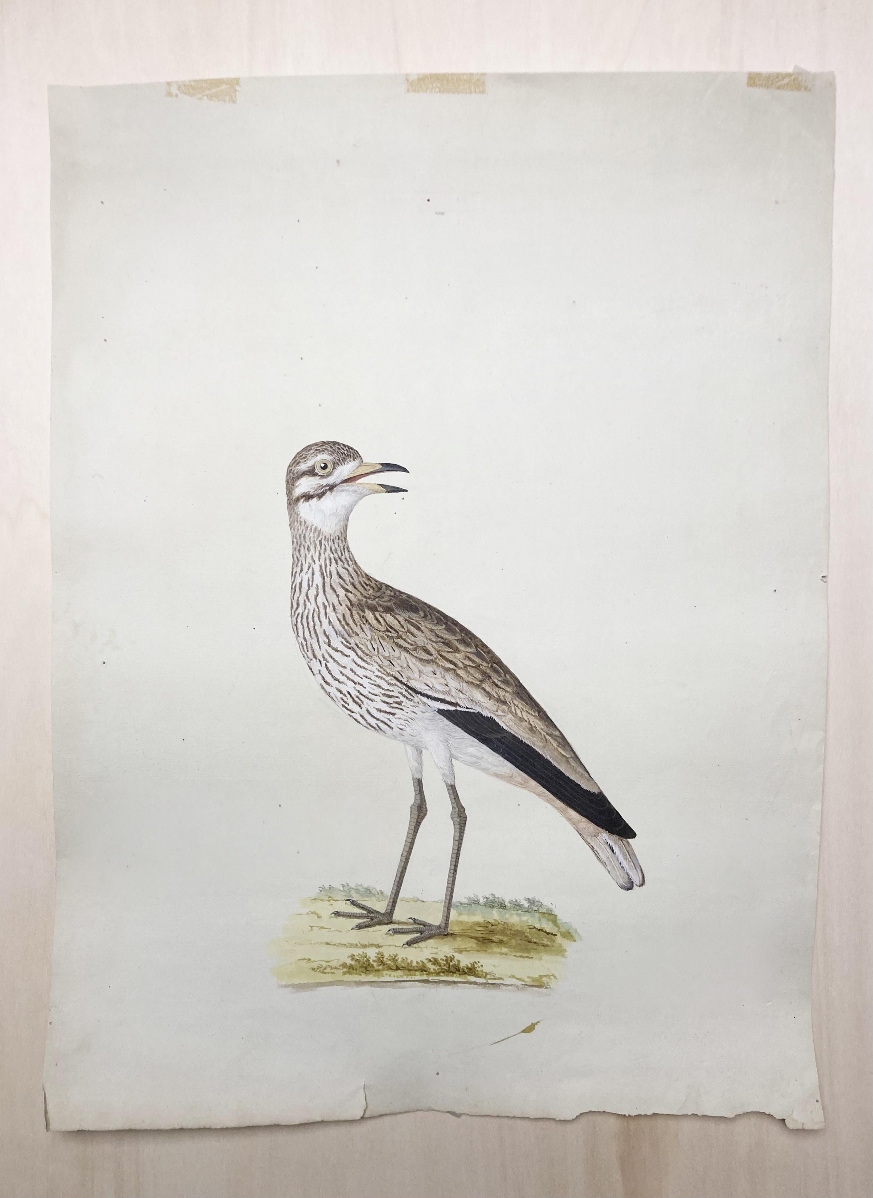 Peter Paillou Animal Art – Wildtierzeichnung eines erleuchteten Malers von grauen und weißen Vögeln