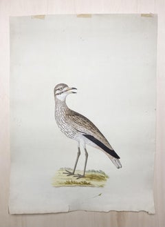Antique Wildlife animal drawing of grey and white bird by enlightened painter