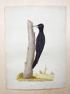 Quadro di uccelli con picchio nero e rosso dipinto da un pittore illuminato