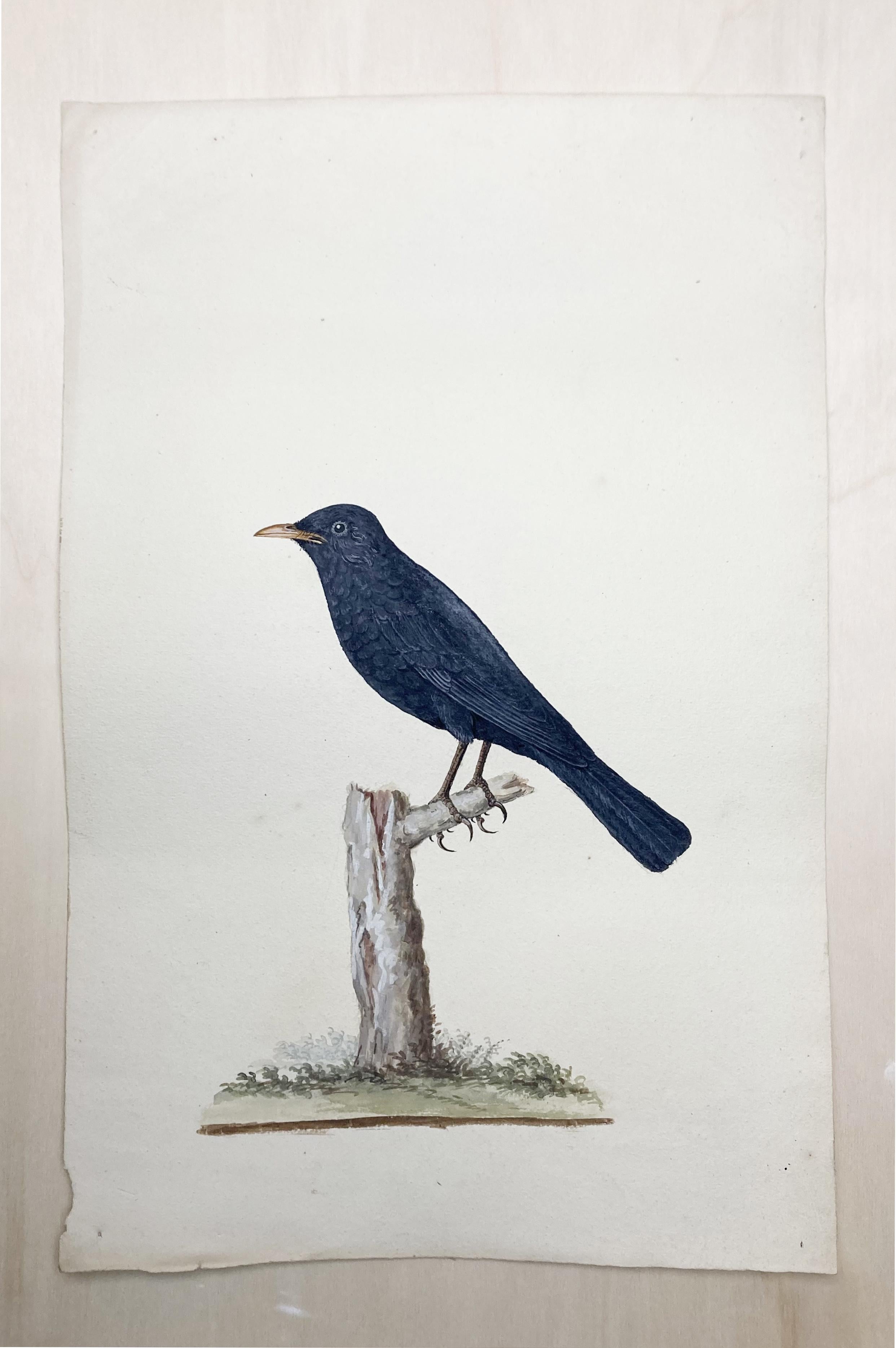 Peter Paillou Animal Art – Wildleben-Gemälde eines erleuchteten britischen Malers, schwarzer Vogel sitzend