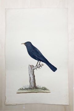 Pintura silvestre de pájaro negro sentado por pintor británico ilustrado
