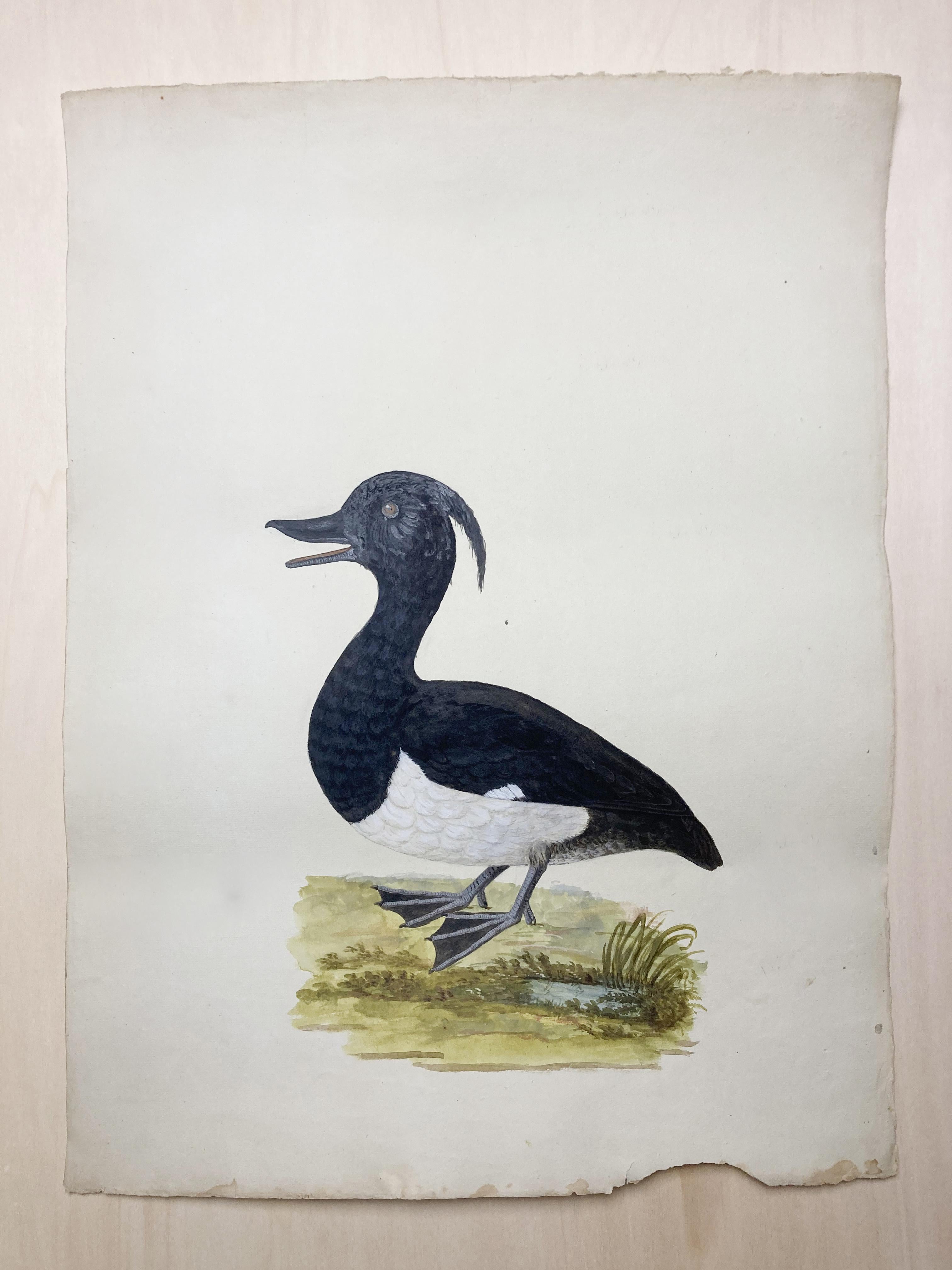 Peter Paillou Animal Art – Wildleben-Gemälde einer schwarz-weiß getufteten Ente von einem britischen Maler