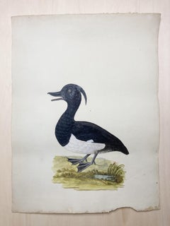 Pintura silvestre de pato moñudo en blanco y negro por un pintor británico ilustrado