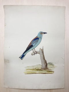 Wildlife drawing of jay bird of light blue by enlightened british painter