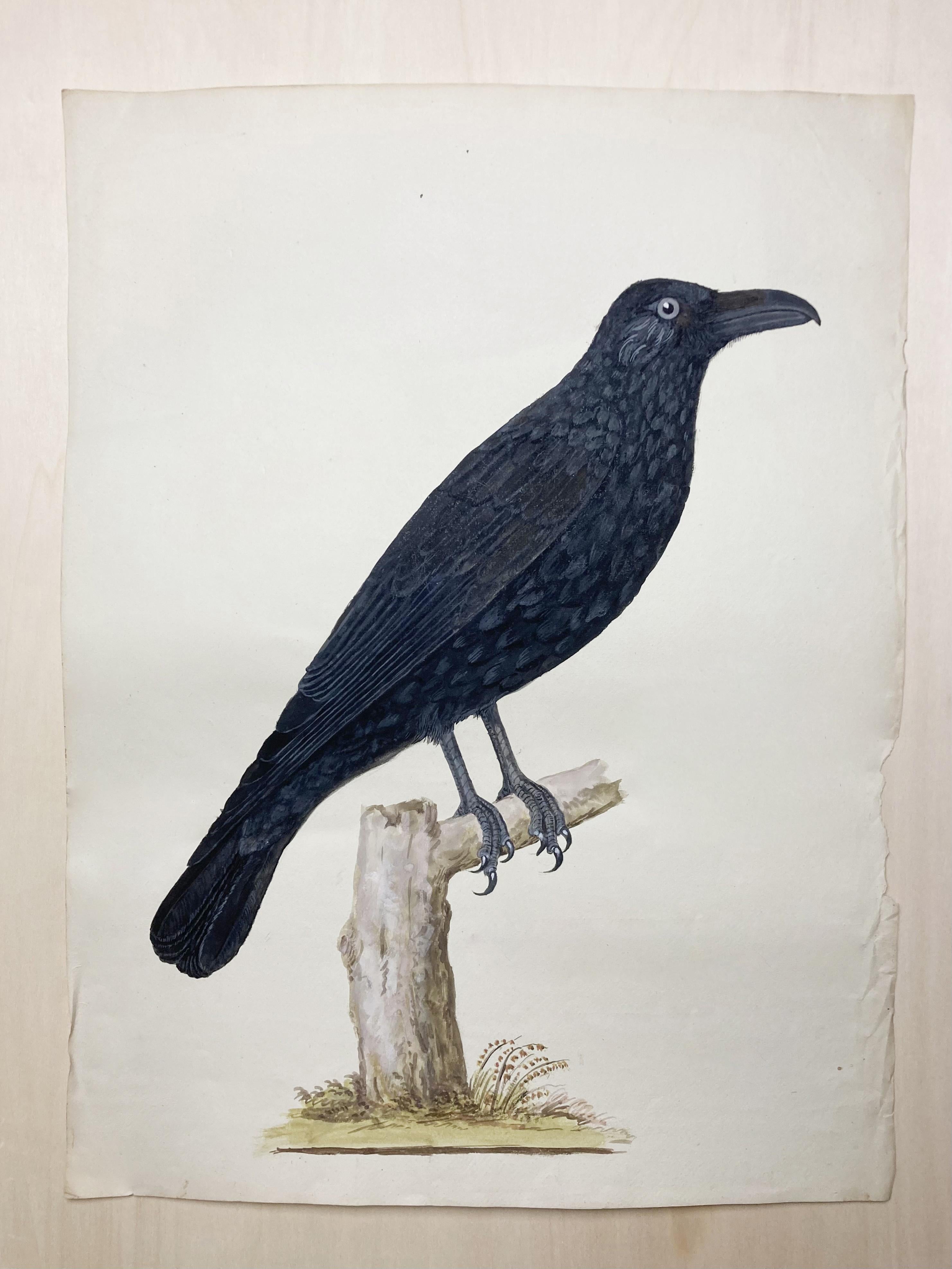 Peter Paillou Animal Art – Tierzeichnung einer sitzenden Krähe in Schwarz von einem aufgeklärten britischen Maler
