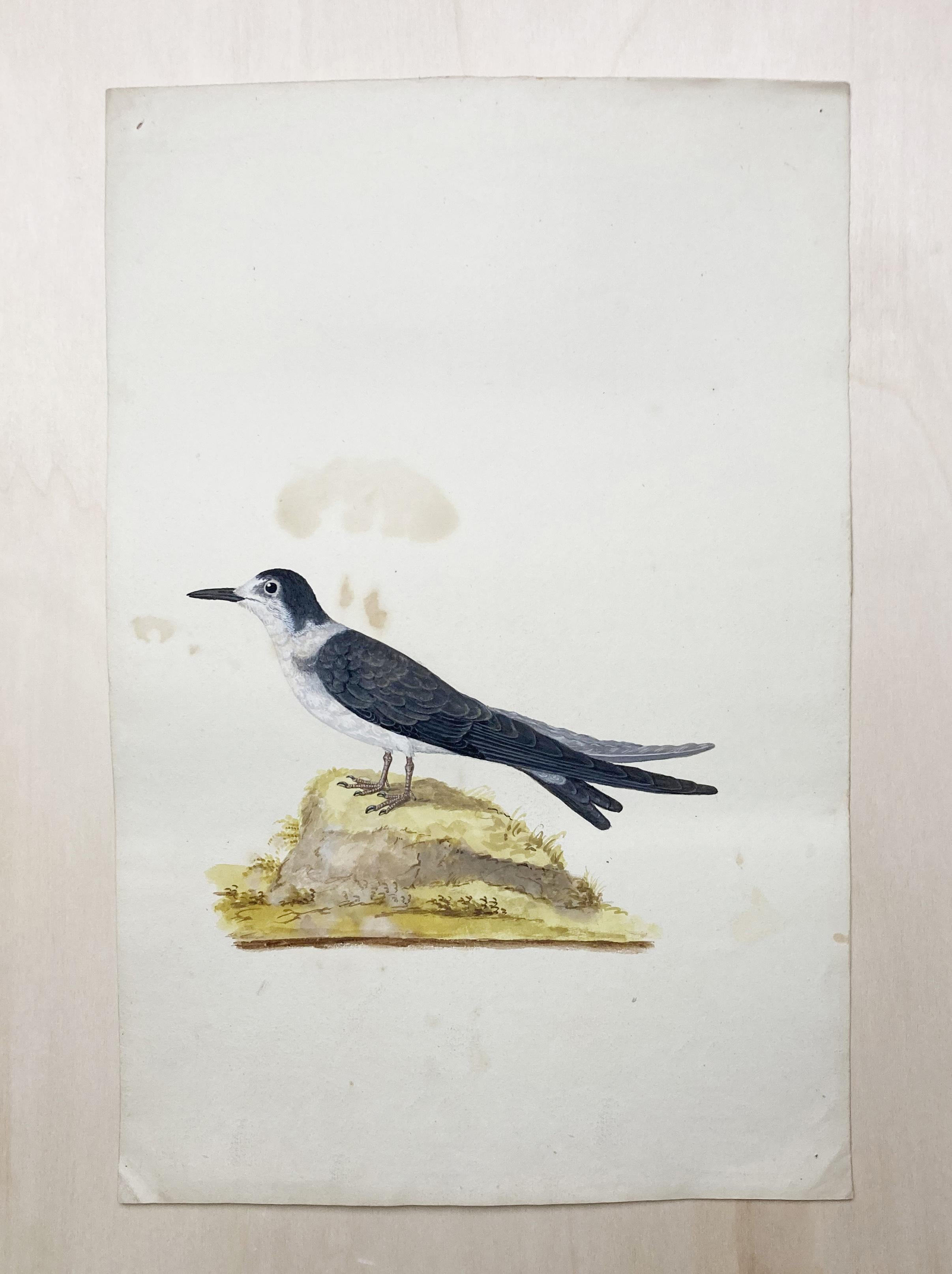 Peter Paillou Animal Art – Wildleben-Zeichnung eines Vogels in Schwarz-Weiß von einem erleuchteten britischen Maler