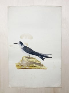 Antique Wildlife drawing of bird in black and white by enlightened british painter