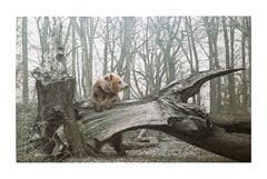 Landschaftszeichnung eines Bären in Schwarz-Weiß-Holz von italienischem Künstler