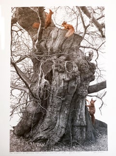 Unique animal drawing of squirrels and tree, mixed techniques by italian artist