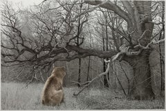 Peinture de paysage de la forêt avec un ours en noir et blanc par un artiste italien