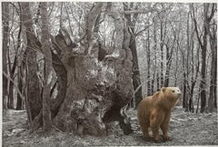 Orizontal drawing and watercolour - bear in the woods - brown black white 