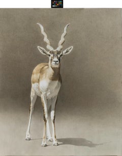 Afrikanische exquisite Antilope gemalt  des führenden italienischen Aquarellisten für Wildtiere