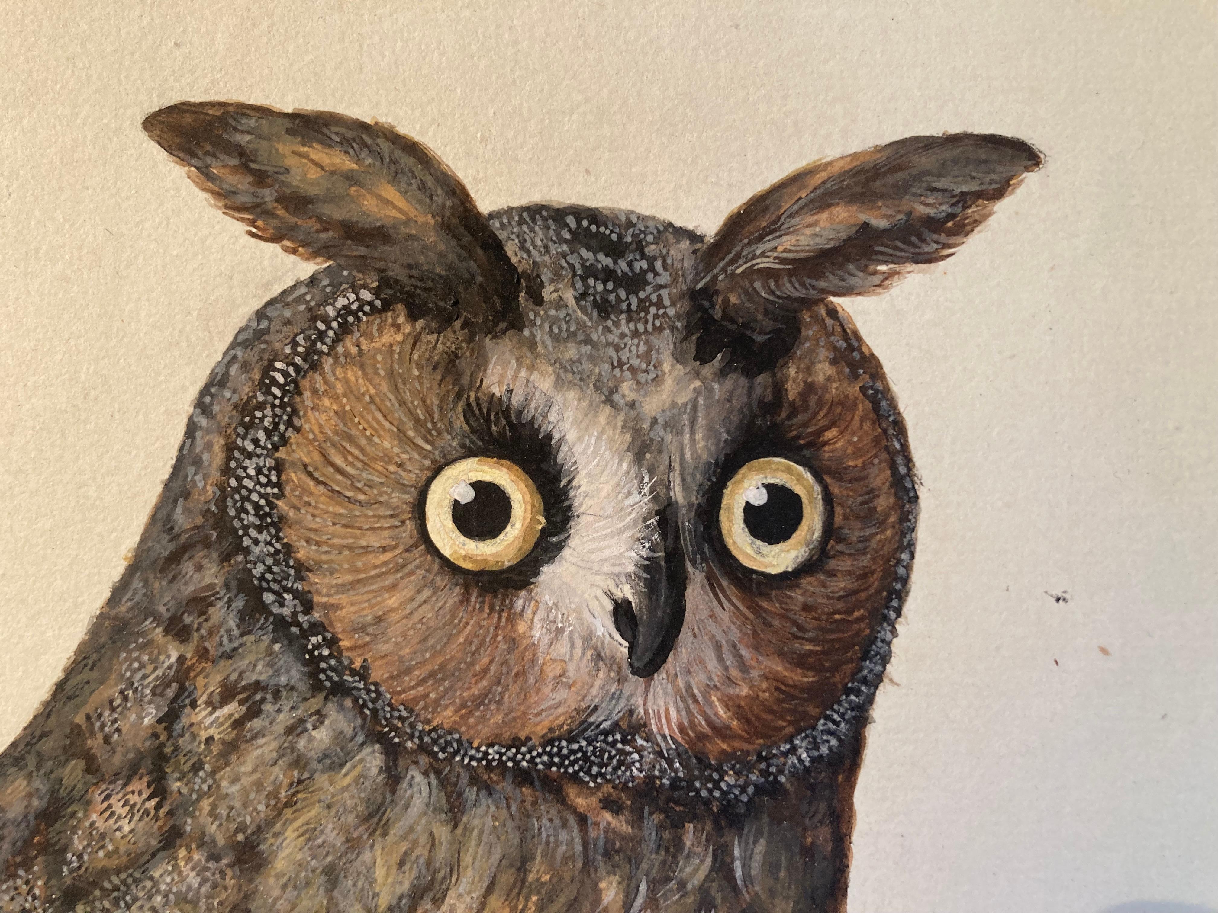 Wildlife painting of sitting owl by british Enlightenment painter  - Art by Peter Paillou