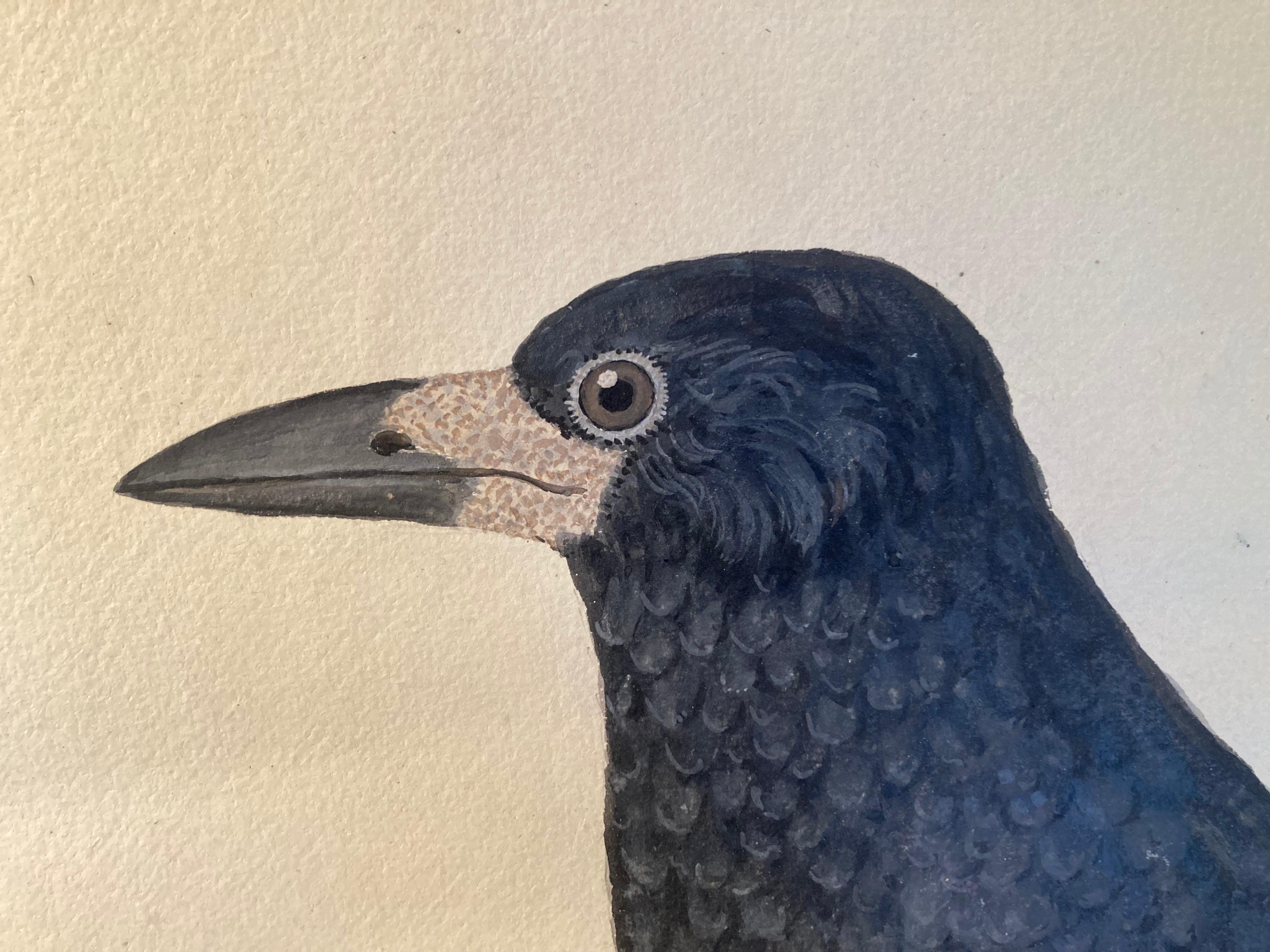 Wildlife drawing of crow by enlightened british painter  - Art by Peter Paillou