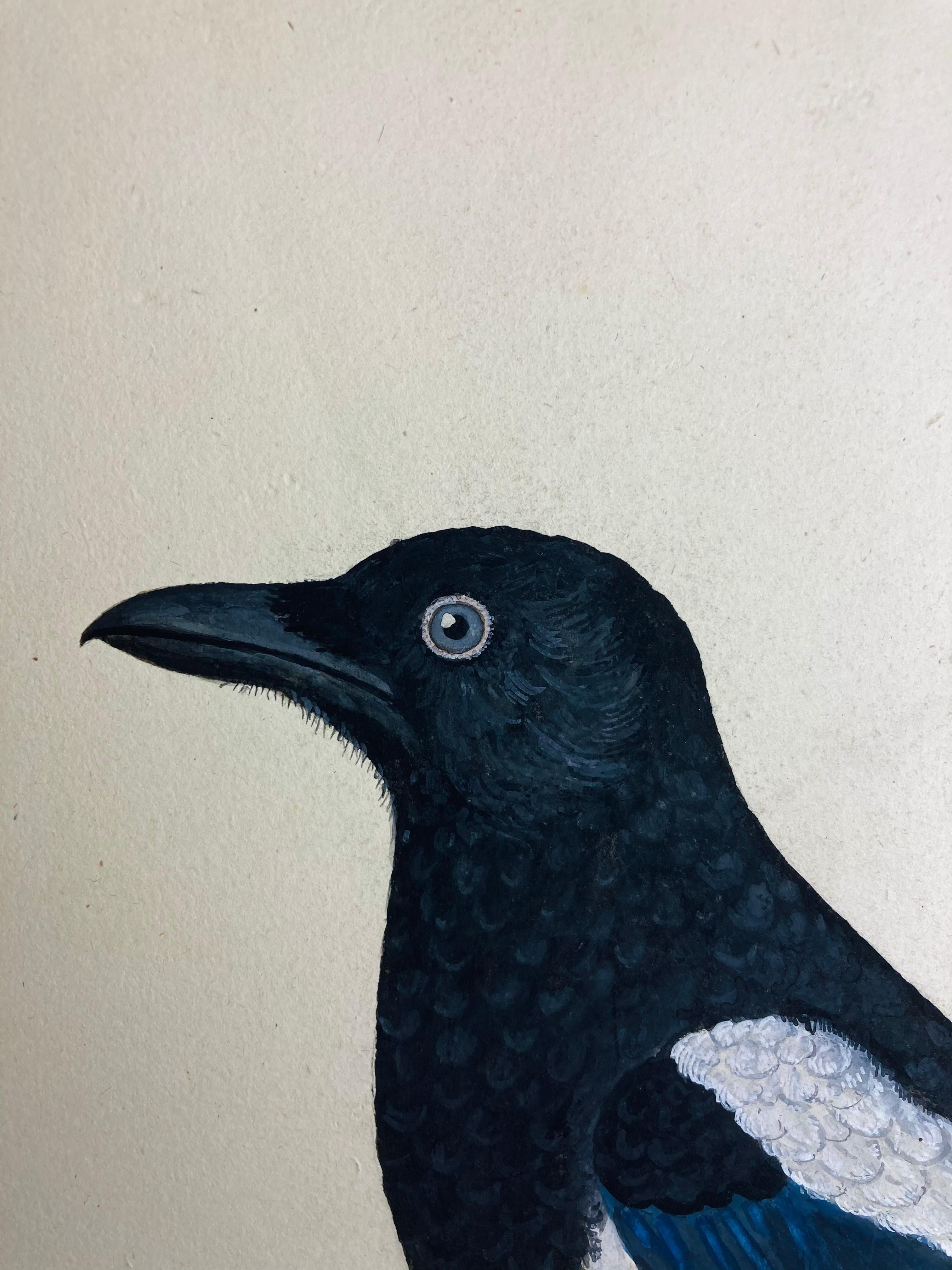 Animal drawing of magpie bird of blue and white by enlighted british painter - Art by Peter Paillou