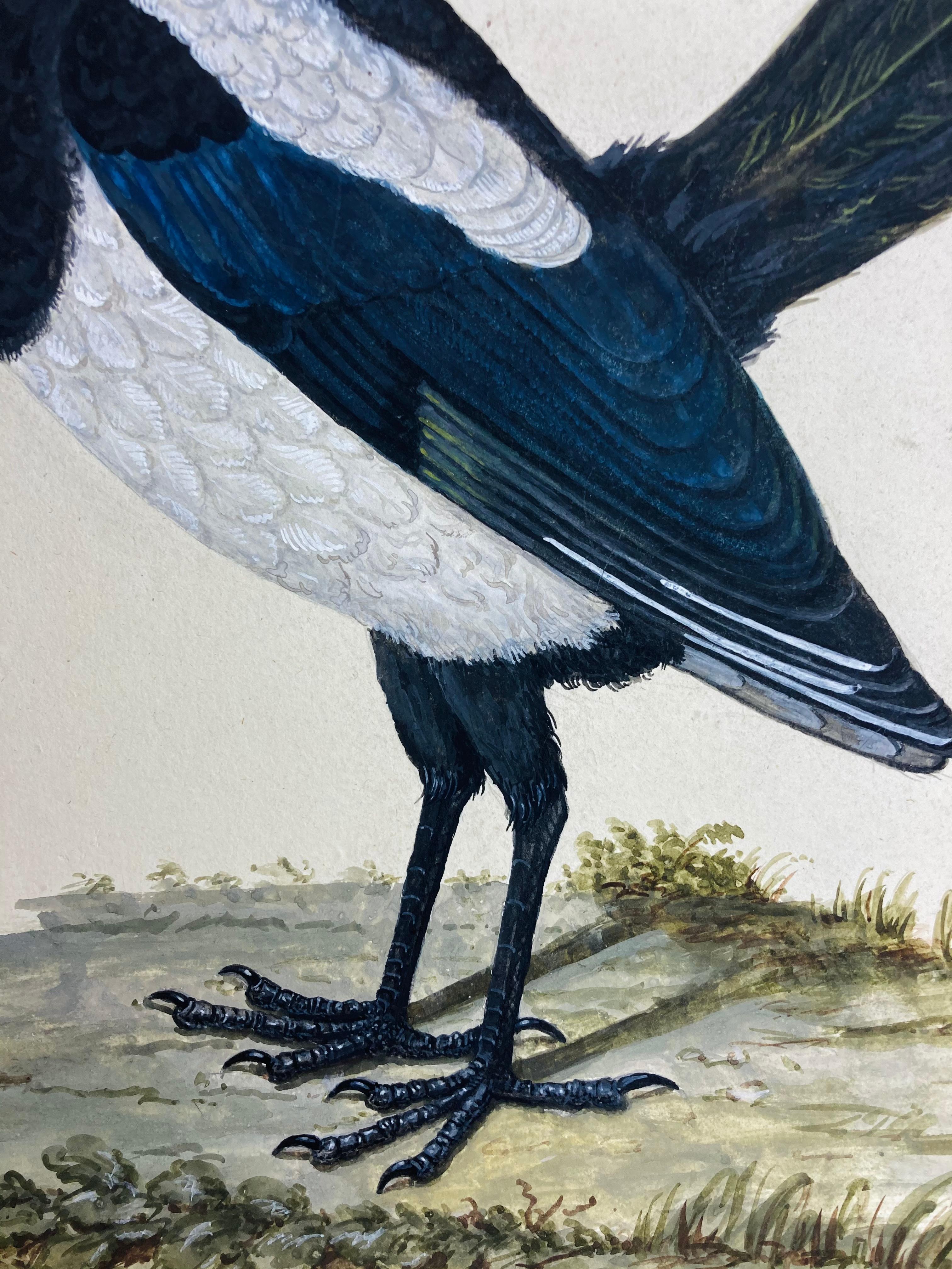dessin d'animal d'un oiseau magpie bleu et blanc par un peintre britannique éclairé - Réalisme Art par Peter Paillou